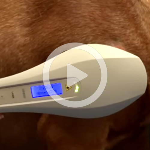 Rosin Tiergesundheit - Video - Lasertherapie